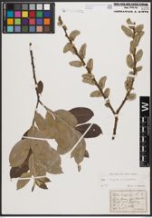 Foto von Salix caprea L. x Salix cinerea L.